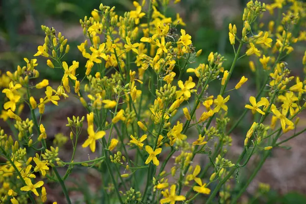 Brassica oleracea var. Viridis, doğal bahçede sarı çiçekler açar. Karalahana, lahana ve brokoli de dahil olmak üzere sebze olarak yetiştirilen, Brassica oleracea familyasından gevşek yapraklı bir tarla kuşudur..