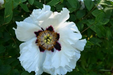 Bahar botanik bahçesinde çiçek açan beyaz şakayık. Aile sübyancığında büyük tomurcukları olan çiçek ağacı şakayığı. Çiçek çiçekli bir çiçek olan peeonia funruticosa. Yeşil yapraklara karşı Feng dan bai.