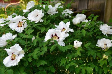 Bahar botanik bahçesinde çiçek açan beyaz şakayık. Aile sübyancığında büyük tomurcukları olan çiçek ağacı şakayığı. Çiçek çiçekli bir çiçek olan peeonia funruticosa. Yeşil yapraklara karşı Feng dan bai.