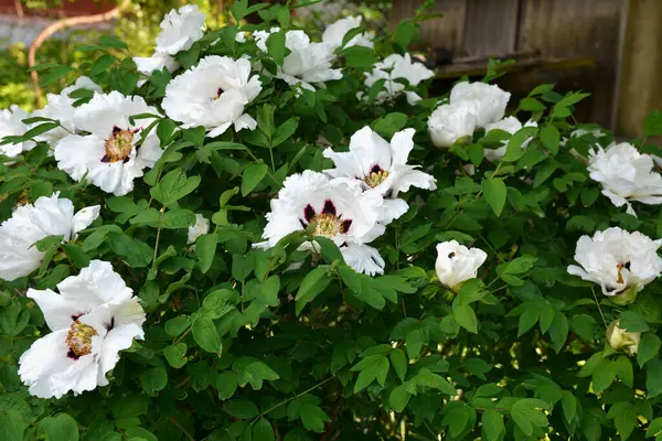 Bahar botanik bahçesinde çiçek açan beyaz şakayık. Aile sübyancığında büyük tomurcukları olan çiçek ağacı şakayığı. Çiçek çiçekli bir çiçek olan peeonia funruticosa. Yeşil yapraklara karşı Feng dan bai.