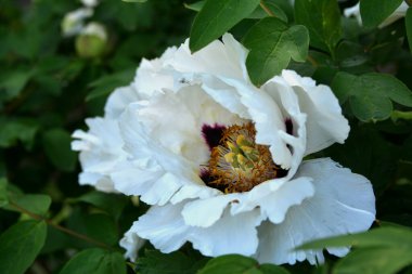 Bahar botanik bahçesinde çiçek açan beyaz şakayık. Aile sübyancığında büyük tomurcukları olan çiçek ağacı şakayığı. Çiçek çiçekli bir çiçek olan peeonia funruticosa. Yeşil yapraklara karşı Feng dan bai.
