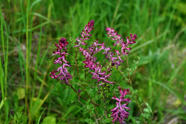 Güzel Fumaria officinalis çiçeği, güneş ışığıyla aydınlatılarak yakından incelenir. Ortak bir dezenfekte (fumaria officinalis) bitkisinin üzerine bir tutam çiçek konur.