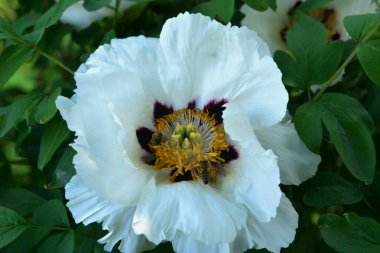 Bahar botanik bahçesinde çiçek açan beyaz şakayık. Aile sübyancığında büyük tomurcukları olan çiçek ağacı şakayığı. Çiçek çiçekli bir çiçek olan peeonia funruticosa. Yeşil yapraklara karşı Feng dan bai.