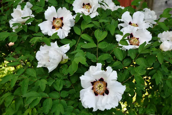 Bahar botanik bahçesinde çiçek açan beyaz şakayık. Aile sübyancığında büyük tomurcukları olan çiçek ağacı şakayığı. Çiçek çiçekli bir çiçek olan peeonia funruticosa. Yeşil yapraklara karşı Feng dan bai.