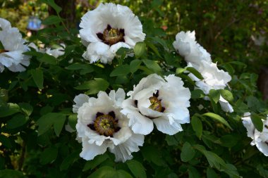 Bahar botanik bahçesinde çiçek açan beyaz şakayık. Aile sübyancığında büyük tomurcukları olan çiçek ağacı şakayığı. Çiçek çiçekli bir çiçek olan peeonia funruticosa. Yeşil yapraklara karşı Feng dan bai.