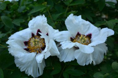 Bahar botanik bahçesinde çiçek açan beyaz şakayık. Aile sübyancığında büyük tomurcukları olan çiçek ağacı şakayığı. Çiçek çiçekli bir çiçek olan peeonia funruticosa. Yeşil yapraklara karşı Feng dan bai.
