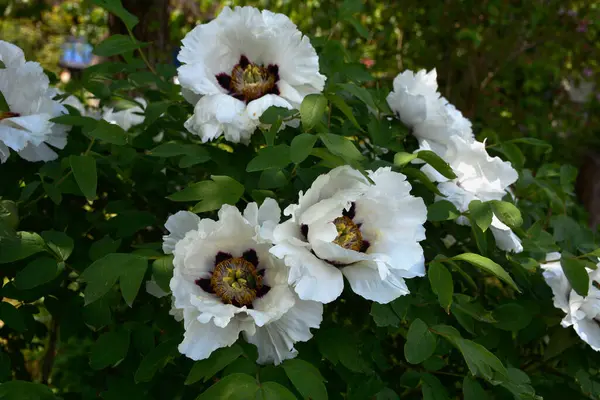 Bahar botanik bahçesinde çiçek açan beyaz şakayık. Aile sübyancığında büyük tomurcukları olan çiçek ağacı şakayığı. Çiçek çiçekli bir çiçek olan peeonia funruticosa. Yeşil yapraklara karşı Feng dan bai.