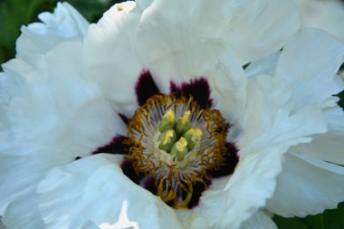 Bahar botanik bahçesinde çiçek açan beyaz şakayık. Aile sübyancığında büyük tomurcukları olan çiçek ağacı şakayığı. Çiçek çiçekli bir çiçek olan peeonia funruticosa. Yeşil yapraklara karşı Feng dan bai.