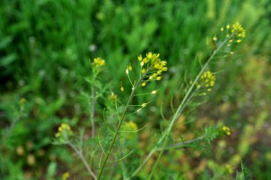 Descurainia 'nın yakın plan yeşil yaprakları. Descurainia sothe, Brassicaceae familyasının bir üyesidir. Yaygın isimler arasında flixweed, bitki-Sophia ve tansy hardalı yer alıyor..