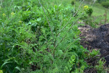 Descurainia 'nın yakın plan yeşil yaprakları. Descurainia sothe, Brassicaceae familyasının bir üyesidir. Yaygın isimler arasında flixweed, bitki-Sophia ve tansy hardalı yer alıyor..