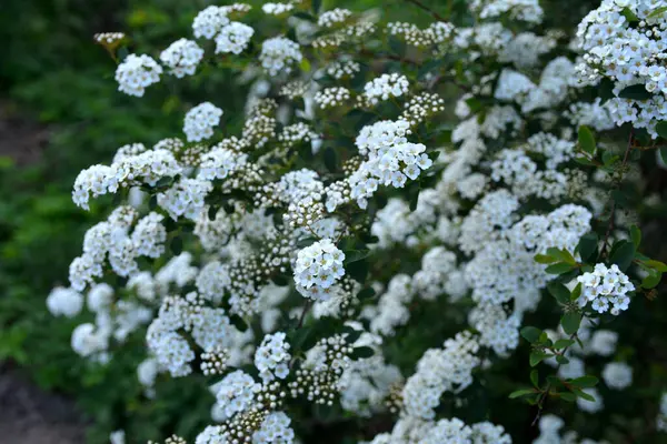 Spiraea alba, yaygın olarak çayırkuşu, beyaz çayır tatlısı, dar yapraklı çayır otu, soluk gelincik otu ya da boru kökü olarak bilinir. Baharda çiçek açan Spiraea Cinerea Grefsheim çalısı. Bahçede büyüyen spirea.