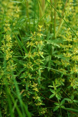 Vahşi bitki Cruciata glabra ilkbaharda ormanda yetişir. Cruciata glabra, Rubiaceae ailesine aittir..