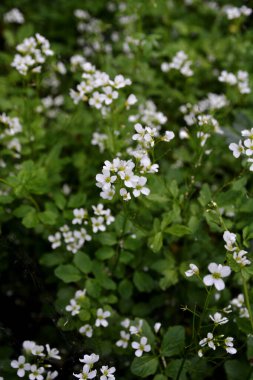 Cardamine amara, Brassicaceae familyasından bir bitki türüdür. Cardamine amara ya da vahşi doğada büyük acı tereler..