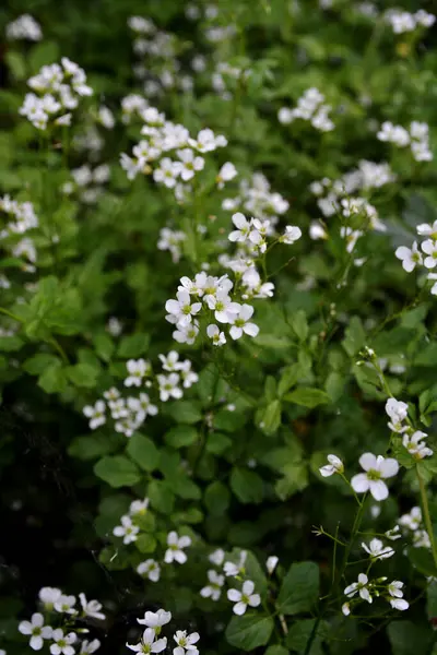 Cardamine amara, Brassicaceae familyasından bir bitki türüdür. Cardamine amara ya da vahşi doğada büyük acı tereler..