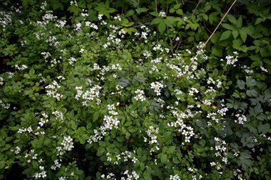 Cardamine amara, Brassicaceae familyasından bir bitki türüdür. Cardamine amara ya da vahşi doğada büyük acı tereler..
