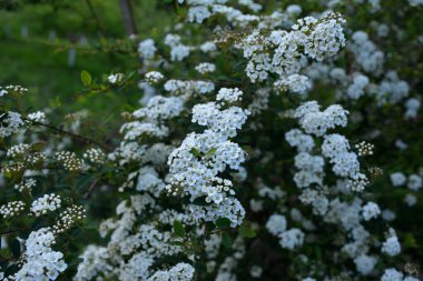 Spiraea alba, yaygın olarak çayırkuşu, beyaz çayır tatlısı, dar yapraklı çayır otu, soluk gelincik otu ya da boru kökü olarak bilinir. Baharda çiçek açan Spiraea Cinerea Grefsheim çalısı. Bahçede büyüyen spirea.