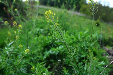 Descurainia 'nın yakın plan yeşil yaprakları. Descurainia sothe, Brassicaceae familyasının bir üyesidir. Yaygın isimler arasında flixweed, bitki-Sophia ve tansy hardalı yer alıyor..