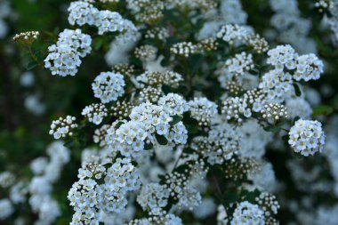 Spiraea alba, yaygın olarak çayırkuşu, beyaz çayır tatlısı, dar yapraklı çayır otu, soluk gelincik otu ya da boru kökü olarak bilinir. Baharda çiçek açan Spiraea Cinerea Grefsheim çalısı. Bahçede büyüyen spirea.