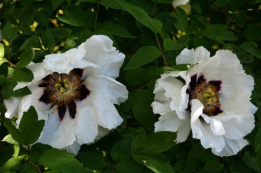 Bahar botanik bahçesinde çiçek açan beyaz şakayık. Aile sübyancığında büyük tomurcukları olan çiçek ağacı şakayığı. Çiçek çiçekli bir çiçek olan peeonia funruticosa. Yeşil yapraklara karşı Feng dan bai.