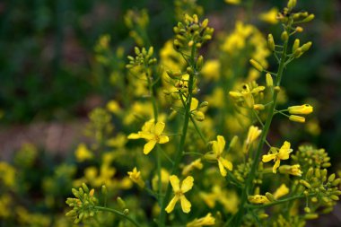 Brassica oleracea var. Viridis, doğal bahçede sarı çiçekler açar. Karalahana, lahana ve brokoli de dahil olmak üzere sebze olarak yetiştirilen, Brassica oleracea familyasından gevşek yapraklı bir tarla kuşudur..