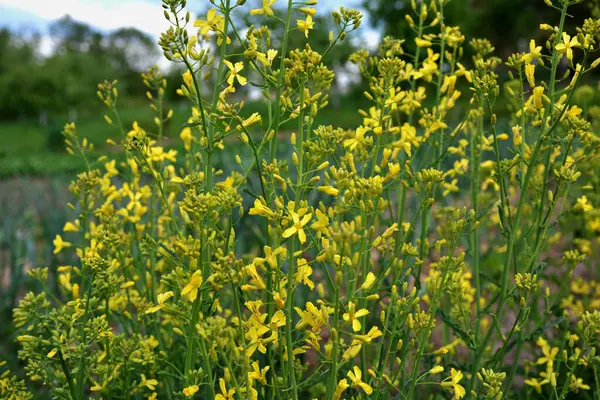 Brassica oleracea var. Viridis, doğal bahçede sarı çiçekler açar. Karalahana, lahana ve brokoli de dahil olmak üzere sebze olarak yetiştirilen, Brassica oleracea familyasından gevşek yapraklı bir tarla kuşudur..