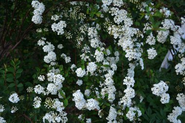 Spiraea alba, yaygın olarak çayırkuşu, beyaz çayır tatlısı, dar yapraklı çayır otu, soluk gelincik otu ya da boru kökü olarak bilinir. Baharda çiçek açan Spiraea Cinerea Grefsheim çalısı. Bahçede büyüyen spirea.