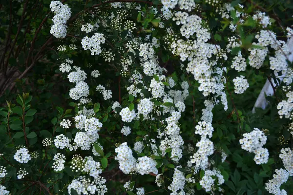 Spiraea alba, yaygın olarak çayırkuşu, beyaz çayır tatlısı, dar yapraklı çayır otu, soluk gelincik otu ya da boru kökü olarak bilinir. Baharda çiçek açan Spiraea Cinerea Grefsheim çalısı. Bahçede büyüyen spirea.