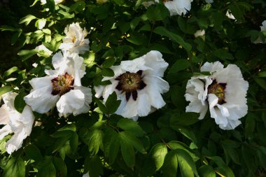 Bahar botanik bahçesinde çiçek açan beyaz şakayık. Aile sübyancığında büyük tomurcukları olan çiçek ağacı şakayığı. Çiçek çiçekli bir çiçek olan peeonia funruticosa. Yeşil yapraklara karşı Feng dan bai.