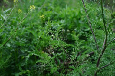 Descurainia 'nın yakın plan yeşil yaprakları. Descurainia sothe, Brassicaceae familyasının bir üyesidir. Yaygın isimler arasında flixweed, bitki-Sophia ve tansy hardalı yer alıyor..