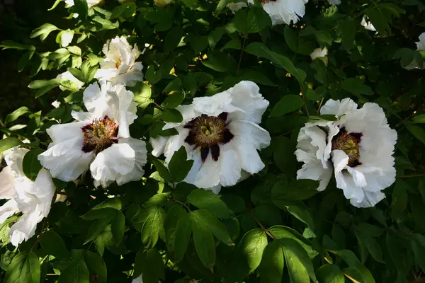 Bahar botanik bahçesinde çiçek açan beyaz şakayık. Aile sübyancığında büyük tomurcukları olan çiçek ağacı şakayığı. Çiçek çiçekli bir çiçek olan peeonia funruticosa. Yeşil yapraklara karşı Feng dan bai.