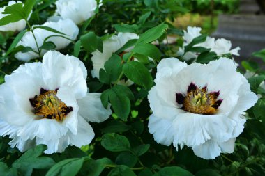 Bahar botanik bahçesinde çiçek açan beyaz şakayık. Aile sübyancığında büyük tomurcukları olan çiçek ağacı şakayığı. Çiçek çiçekli bir çiçek olan peeonia funruticosa. Yeşil yapraklara karşı Feng dan bai.