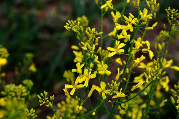 Brassica oleracea var. Viridis, doğal bahçede sarı çiçekler açar. Karalahana, lahana ve brokoli de dahil olmak üzere sebze olarak yetiştirilen, Brassica oleracea familyasından gevşek yapraklı bir tarla kuşudur..