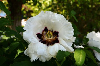 Bahar botanik bahçesinde çiçek açan beyaz şakayık. Aile sübyancığında büyük tomurcukları olan çiçek ağacı şakayığı. Çiçek çiçekli bir çiçek olan peeonia funruticosa. Yeşil yapraklara karşı Feng dan bai.