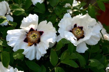 Bahar botanik bahçesinde çiçek açan beyaz şakayık. Aile sübyancığında büyük tomurcukları olan çiçek ağacı şakayığı. Çiçek çiçekli bir çiçek olan peeonia funruticosa. Yeşil yapraklara karşı Feng dan bai.