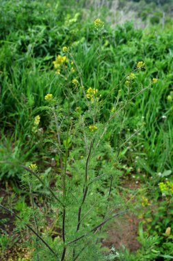 Descurainia 'nın yakın plan yeşil yaprakları. Descurainia sothe, Brassicaceae familyasının bir üyesidir. Yaygın isimler arasında flixweed, bitki-Sophia ve tansy hardalı yer alıyor..