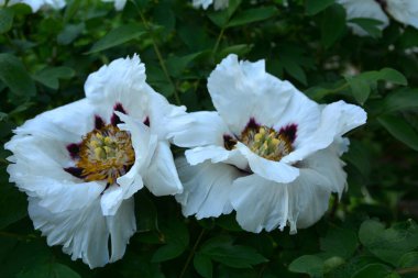 Bahar botanik bahçesinde çiçek açan beyaz şakayık. Aile sübyancığında büyük tomurcukları olan çiçek ağacı şakayığı. Çiçek çiçekli bir çiçek olan peeonia funruticosa. Yeşil yapraklara karşı Feng dan bai.