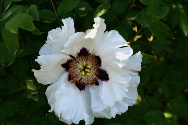 Bahar botanik bahçesinde çiçek açan beyaz şakayık. Aile sübyancığında büyük tomurcukları olan çiçek ağacı şakayığı. Çiçek çiçekli bir çiçek olan peeonia funruticosa. Yeşil yapraklara karşı Feng dan bai.