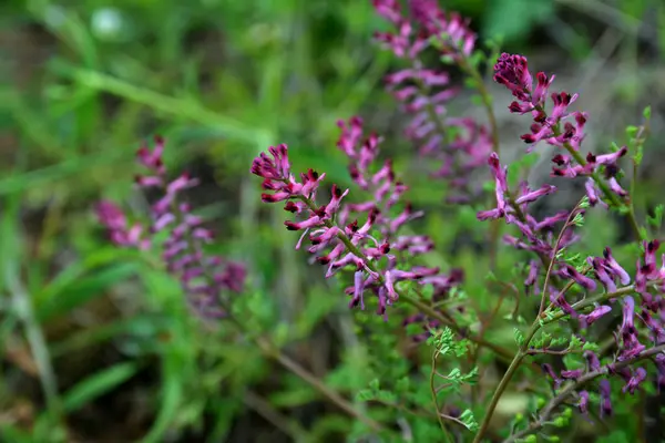 Güzel Fumaria officinalis çiçeği, güneş ışığıyla aydınlatılarak yakından incelenir. Ortak bir dezenfekte (fumaria officinalis) bitkisinin üzerine bir tutam çiçek konur.