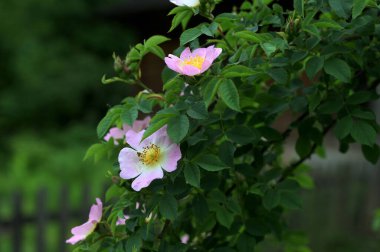 Güzel bahar çiçeğinin yakın plan görüntüsü, pembe, Rosa Canina aynı zamanda Köpek Gülü olarak da bilinir.