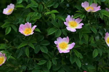 Güzel bahar çiçeğinin yakın plan görüntüsü, pembe, Rosa Canina aynı zamanda Köpek Gülü olarak da bilinir.