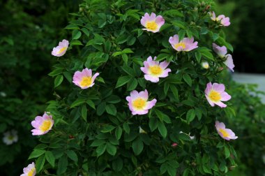Güzel bahar çiçeğinin yakın plan görüntüsü, pembe, Rosa Canina aynı zamanda Köpek Gülü olarak da bilinir.