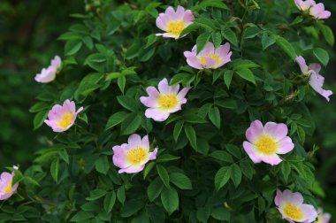 Güzel bahar çiçeğinin yakın plan görüntüsü, pembe, Rosa Canina aynı zamanda Köpek Gülü olarak da bilinir.