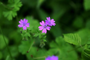 Mor dağ turna gagalı çiçeklerin yakın çekimi, sardunya piramidi. Yeşil çayırdaki mor çalı çiçekleri..