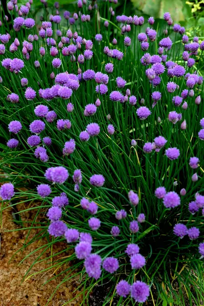 Ortadaki tohumlar için ekilmiş Allium schoenoprasum soslu permakültür bahçesi. Permakültür bahçıvanlığı farklı otlar ve sebzeleri birleştirir..