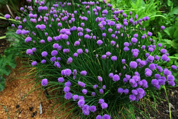 Ortadaki tohumlar için ekilmiş Allium schoenoprasum soslu permakültür bahçesi. Permakültür bahçıvanlığı farklı otlar ve sebzeleri birleştirir..