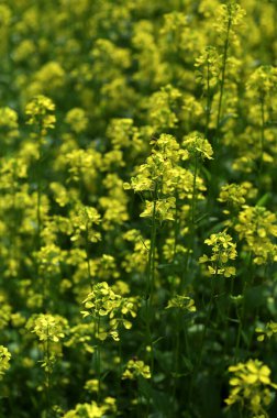 Sinapis arvensis tarlası, yabani hardal çiçekleri ve yaprakları. Yakın çekimde hardal otu, baharın güzelliği. Sarı hardal bitkileri.
