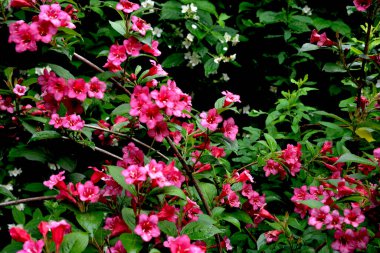 Bahçede çiçek açan kırmızı Weigela çalısı. Çiçekli Weigela Bristol Ruby. Seçici bir odak noktası ve bahçedeki yemyeşil çiçeklere karşı güzel, parlak pembe Weigela çiçekleri..