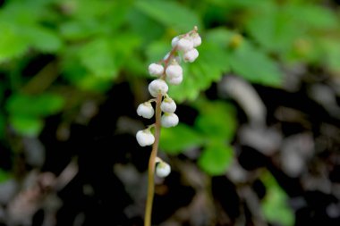 Pyrola rotundifolia ya da yuvarlak yapraklı keklik üzümü. Nesli tükenmekte olan bitkiler listesinde yer alan nadir bir tür..