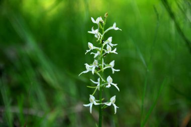 Yabani orkide (Platanthera bifolia) yaygın olarak Küçük Kelebek Orkidesi olarak bilinir. Platanthera bifolia, Platanthera familyasından bir orkide türüdür..