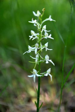 Yabani orkide (Platanthera bifolia) yaygın olarak Küçük Kelebek Orkidesi olarak bilinir. Platanthera bifolia, Platanthera familyasından bir orkide türüdür..